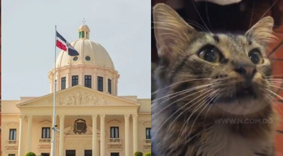 Un gato causó sorpresa