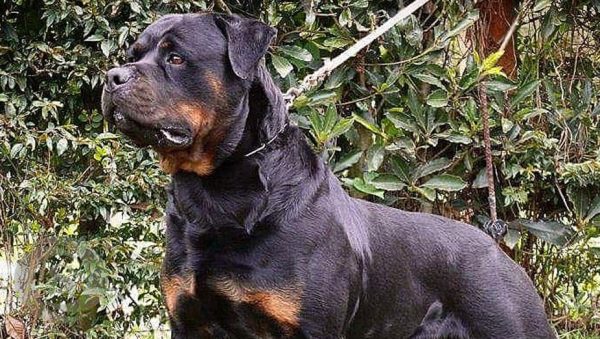 Una mezcla de labrador y rottweiler