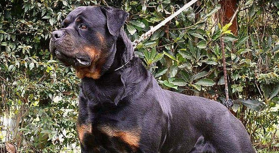 Una mezcla de labrador y rottweiler